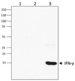 Biolegend Purified anti-mouse IFN-γ, Quantity: Each of 1
