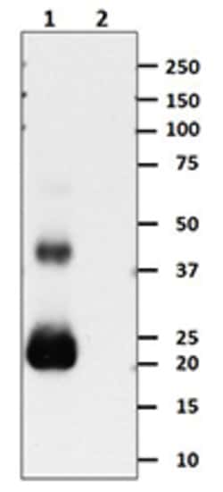 Biolegend Purified anti-human IFN-β, Quantity: Each of 1