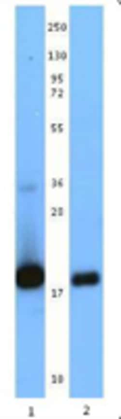 Biolegend Purified anti-human/mouse IL-21, Quantity: Each of 1