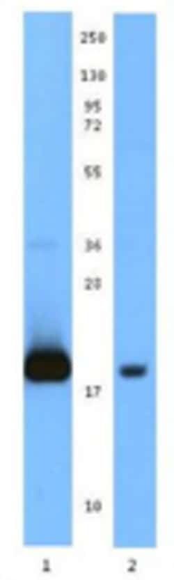 Biolegend Biotin anti-human/mouse IL-21, Quantity: Each of 1