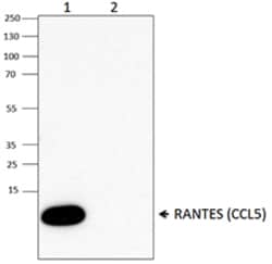Biolegend Purified anti-human RANTES (CCL5), Quantity: Each of 1