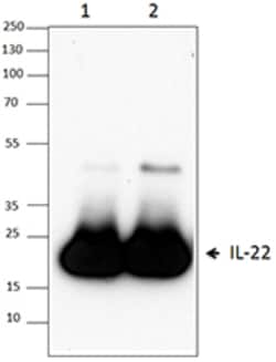 Biolegend Purified anti-mouse IL-22, Quantity: Each of 1