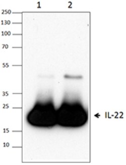 Biolegend Purified anti-mouse IL-22, Quantity: Each of 1