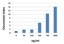 Biolegend Recombinant Mouse CXCL10 (IP-10) (carrier-free), Quantity: Each