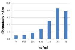 Biolegend Recombinant Human CXCL1 (GRO-α) (carrier-free), Quantity: Each