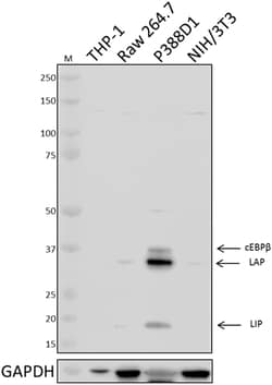 Biolegend Purified anti-C/EBP β, Quantity: Each of 1