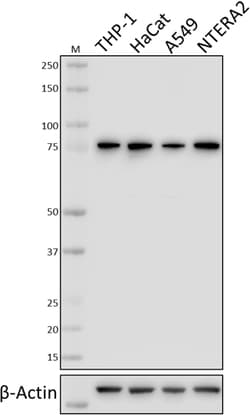 Biolegend Purified anti-SSRP1, Quantity: Each of 1