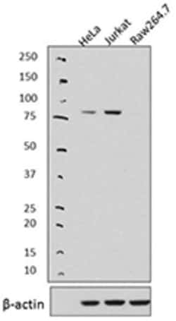 Biolegend Purified anti-SSRP1, Quantity: Each of 1