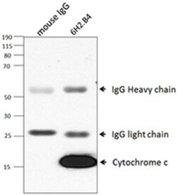 Biolegend Purified anti-Cytochrome c, Quantity: Each of 1
