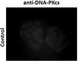 Biolegend Purified anti-DNA-PKcs Phospho (Thr2609), Quantity: Each of 1