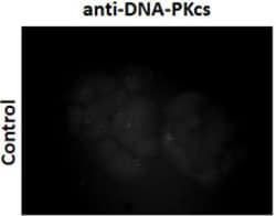 Biolegend Purified anti-DNA-PKcs Phospho (Thr2609), Quantity: Each of 1