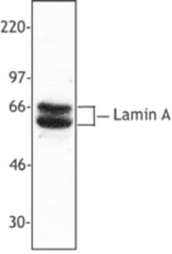 Biolegend Purified anti-Lamin A, Quantity: Each of 1