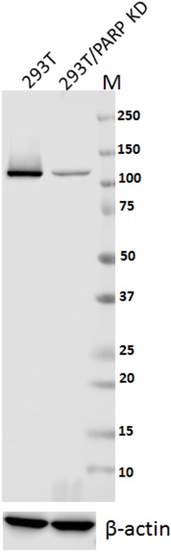 Biolegend Purified anti-PARP, Quantity: Each of 1