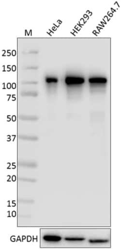 Biolegend Purified anti-TIF1β (KAP-1, TRIM28), Quantity: Each of 1