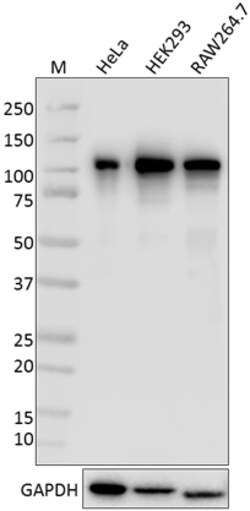 Biolegend Purified anti-TIF1β (KAP-1, TRIM28), Quantity: Each of 1
