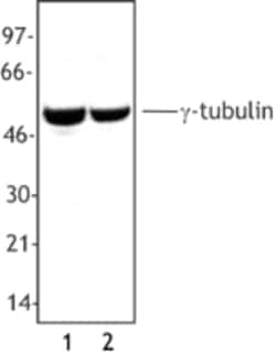 Biolegend Purified anti-Tubulin-γ, Quantity: Each of 1