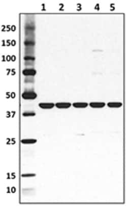 Biolegend Purified anti-β-Actin, Quantity: Each of 1