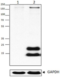 Biolegend Purified anti-Acetylated Lysine, Quantity: Each of 1