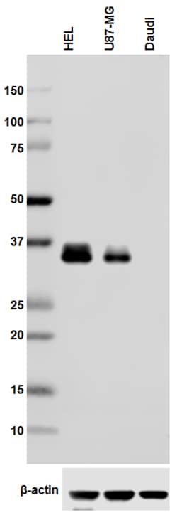 Biolegend Purified anti-LAT, Quantity: Each of 1