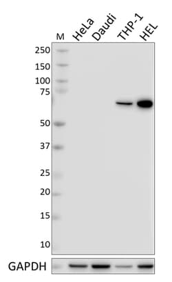 Biolegend Purified anti-SLP-76, Quantity: Each of 1