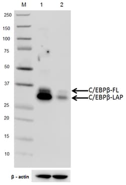 Biolegend Purified anti-C/EBP β (2 isoforms C/EBP β, LAP), Quantity: Each
