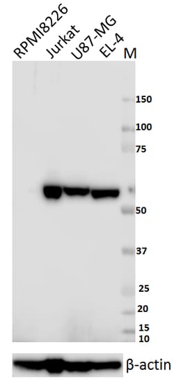 Biolegend Purified anti-Fyn, Quantity: Each of 1