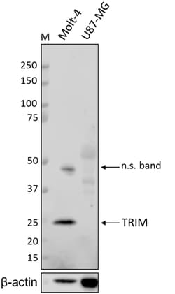 Biolegend Purified anti-TRIM, Quantity: Each of 1