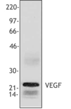 Biolegend Purified anti-VEGF, Quantity: Each of 1