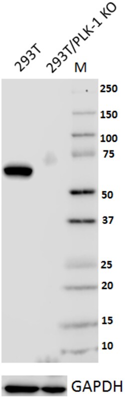 Biolegend Purified anti-PLK-1, Quantity: Each of 1