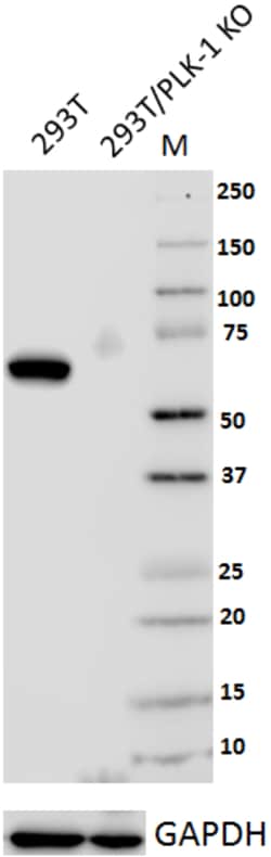 Biolegend Purified anti-PLK-1, Quantity: Each of 1