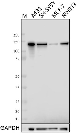 Biolegend Purified anti-Eg5, Quantity: Each of 1