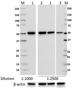 Biolegend Purified anti-Tubulin-α, Quantity: Each of 1