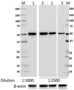 Biolegend Purified anti-Tubulin-α, Quantity: Each of 1