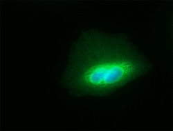 Biolegend Alexa Fluor 488 anti-Tubulin-α, Quantity: Each of 1