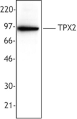 Biolegend Purified anti-TPX2, Quantity: Each of 1