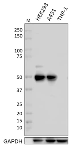 Biolegend Purified anti-P53, Quantity: Each of 1