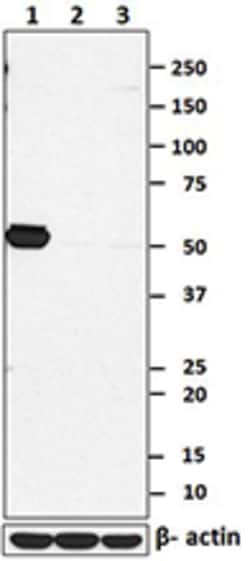Biolegend Purified anti-Lck, Quantity: Each of 1
