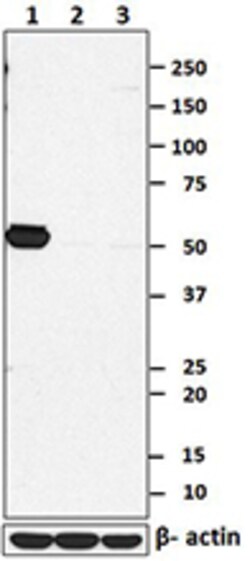Biolegend Purified anti-Lck, Quantity: Each of 1