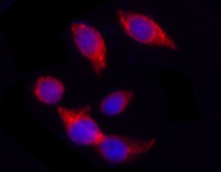 Biolegend Purified anti-Cytokeratin 18, Quantity: Each of 1