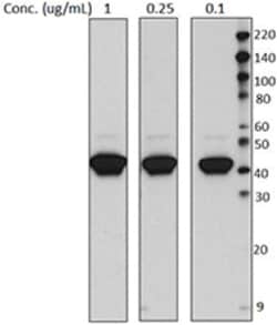 Biolegend Purified anti-Cytokeratin 19, Quantity: Each of 1