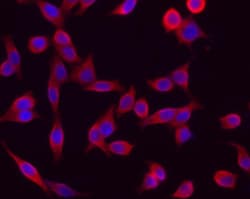 Biolegend Purified anti-Cytokeratin (pan reactive), Quantity: Each of 1