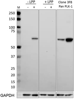 Biolegend Purified anti-PLK-1 Phospho (Thr210), Quantity: Each of 1