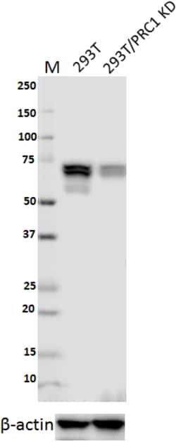 Biolegend Purified anti-PRC1, Quantity: Each of 1