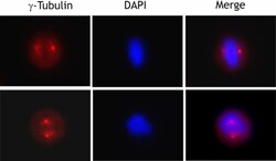 Biolegend Purified anti-Tubulin-γ, Quantity: Each of 1