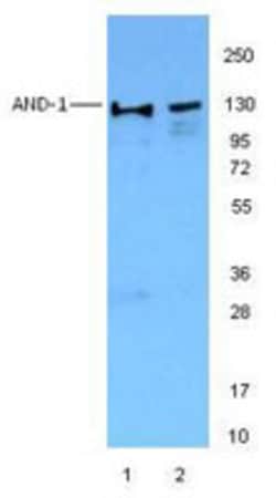 Biolegend Purified anti-AND-1 (WDHD1), Quantity: Each of 1