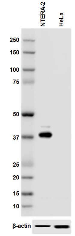 Biolegend Purified anti-SOX2 (NH2 terminus), Quantity: Each of 1