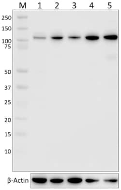 Biolegend Purified anti-Cbl, Quantity: Each of 1