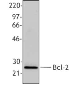 Biolegend Purified anti-Bcl-2, Quantity: Each of 1