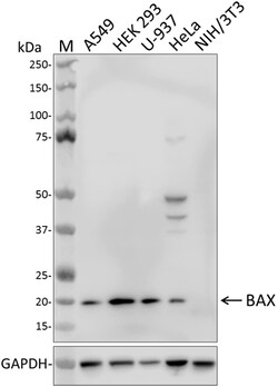 Biolegend Purified anti-Bax, Quantity: Each of 1