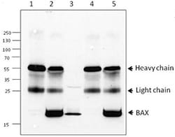 Biolegend Purified anti-Bax, Quantity: Each of 1